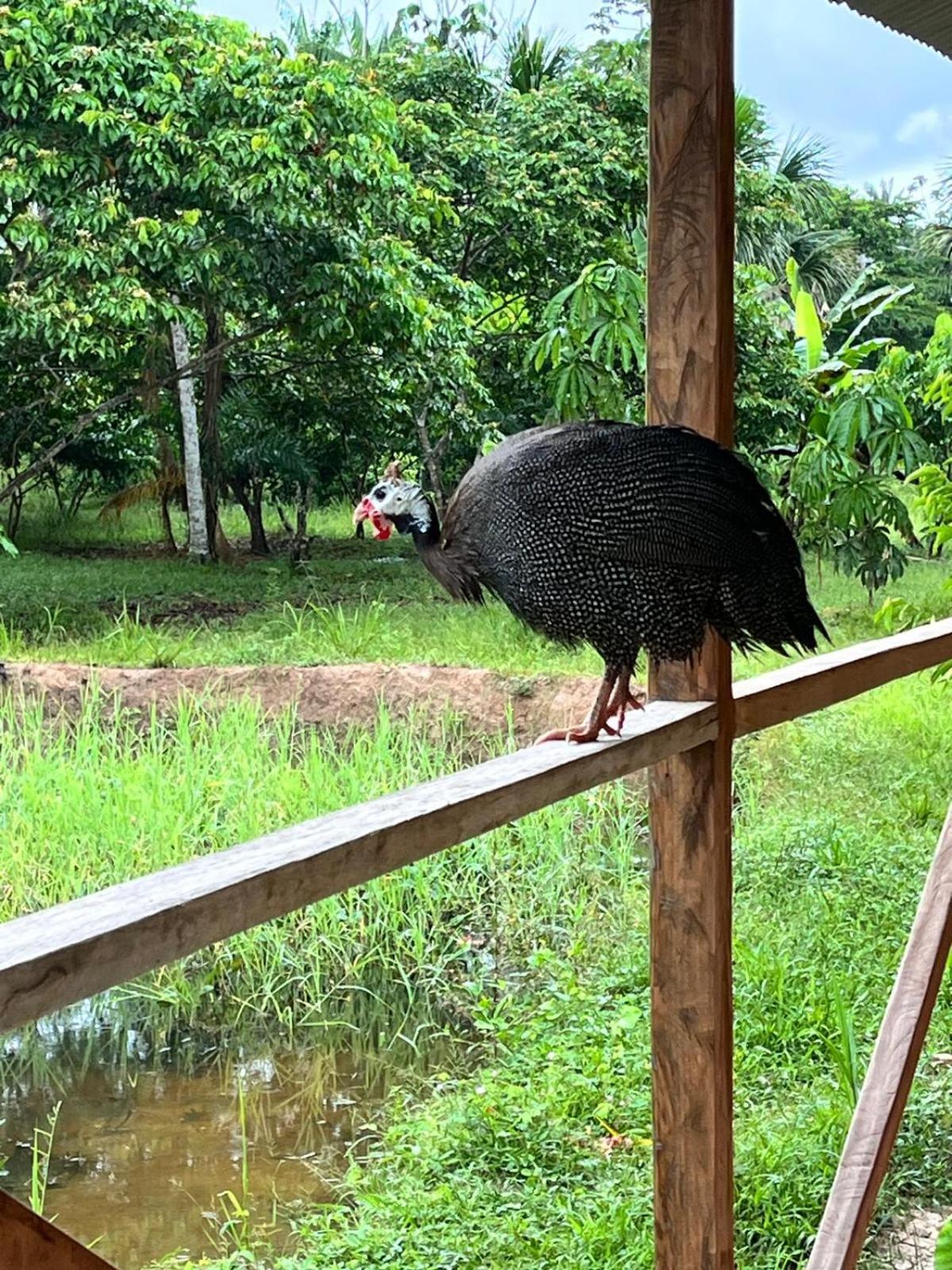 Purachata Ecolodge Ікітос Екстер'єр фото